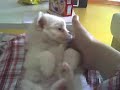 My beloved Maltese Puppy My beloved Maltese Puppy