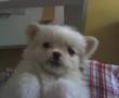 Maltés video
