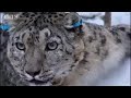 The ethics of capturing leopards - Snow Leopard: Beyond the Myth - BBC animals