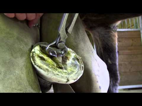 how to trim horse hooves