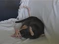 My Cats