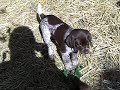 6week old German Shorthaired Pointer puppies playing outside