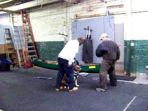 bandog