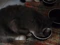 Puma e felix che mangiano Puma e felix che mangiano