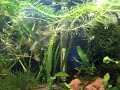 Guppys comiendo papilla Guppys comiendo papilla