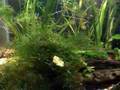 Guppys comiendo papilla