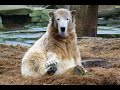 knut f�r ursi