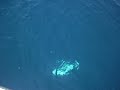 Monster Amberjack