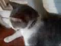 videos de Let the random beguin