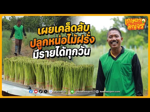 ทำสวนหน่อไม้ฝรั่งยังไง ? ให้มีรายได้เข้ากระเป๋าทุกวัน