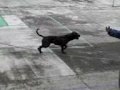 El-perro-y-el-balon-