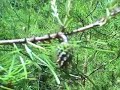 Baby Pine Cones