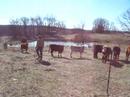 Replacement heifers, there  are 15  heifers  in this  bunch we  are asking $650 a  head  for  them  they  are  all top  replacement  quality and  out  of  top  stock, Bunk broke  and double  vaccinated, wormed  and  ear taged,  we haqve  there  mommas on  the  ranch for  you  to  view,  the Bulls  are  our  Full Blood  red Lim bull ALER Lord Olympus ( has OAKM Lord Jupiter 26D,  WRC Punch, Harvest Olympus on  papers)  or  our  Black  Aungus  Bull  Bear  who  is  now  on  a  farm  in AR due  to  the  high amount  of  heifers we kept  from him, you  can  see  these heifers and  others   of  the  same  breeding  that   we  have out  of  Bear. We are  located in Summersville, MO  ( southern MO ) you  can  email if  you  are  interested in these  heifers.
