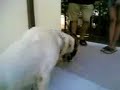 Love of Dog and Cat