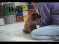 Puppy training 9 weeks old