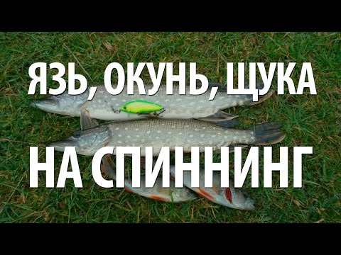 ловля окуня на урале на спиннинг ловля окуня на урале на спиннинг