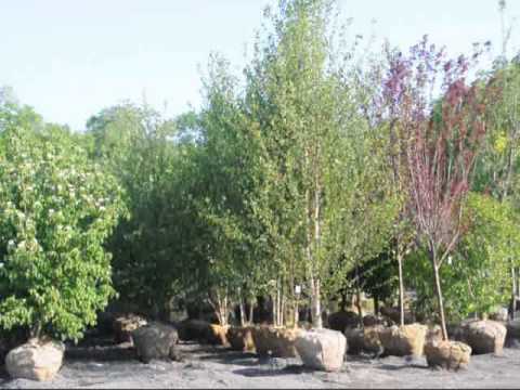 how to replant a birch tree