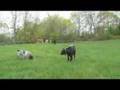 Piet Meets the Heifers & Steer