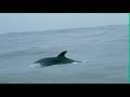 Reserva Nacional Pingüino de Humboldt 
isla damas punta de choros delfines tiburon lobos de mar, rosada , coco , viaje vacaciones marzo 2008, memo ruz guillermo ruz buceo,
http://www.buceopuntachoros.cl/
coco frigerio pinguinos 
Reserva Nacional Pingüino de Humboldt 
___________________________________________
La historia de las islas Choros y Damas, incluyen registros de enmallamientos de marsopas y delfines en actividades pesqueras. Algunos animales han sido 