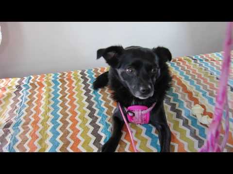 how to fit ezydog chest plate harness
