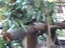 Koala Bear but real Marsupial MOVING San Diego Zoo Koala Bear but real Marsupial MOVING San Diego Zoo