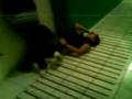 videos de rodar y rodar