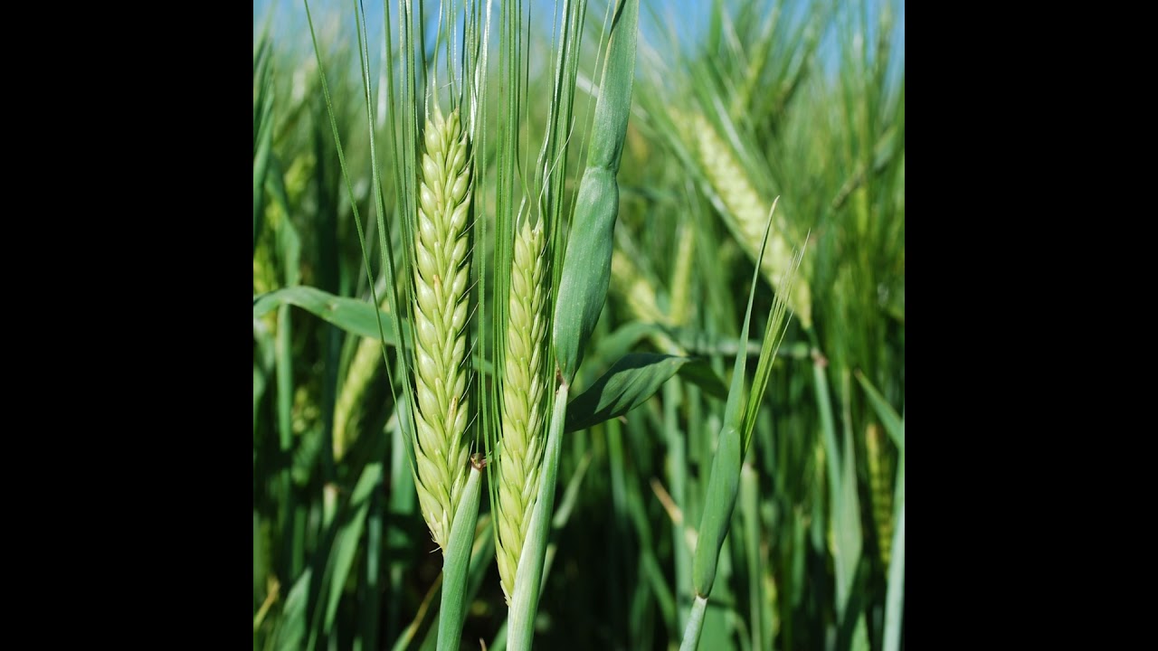 Podcast Prosa Rural - Cevada na alimentação animal