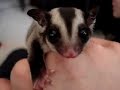 Baby Sugar Gliders (part 2) Baby Sugar Gliders (part 2)