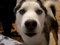Kaiser Wants to Know Where Lilo Is