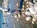 videos de Pesca con Mosca