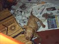 pibull pibull
