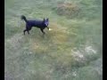horse chasing dog
