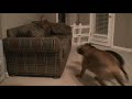 Boxer Dogs Playing Boxer Dogs Playing