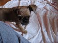 Orsen at play