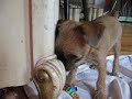 orsen-at-play.html