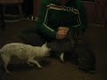 Trained rabbit and chihuahua - Tundra and Peapod (aka Tunny and Bunny)
