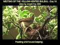 Yellow-Vented Bulbul Nesting - Day 16