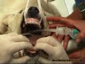 Riduzione lussazione anca e frattura sinfisi mandibola cane