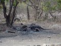 Komodo dragons killing deer Komodo dragons killing deer