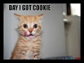 Funny Cat Video