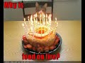 Funny Cat Video