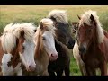 Solva Icelandic Horses Solva Icelandic Horses