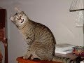 The Many Moods of Kitty Cats-A Tribute The Many Moods of Kitty Cats-A Tribute