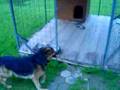 video Our dog :o)