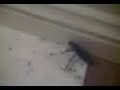 adlay abbergay 2