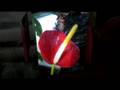 videos de Flirting Flowers