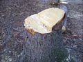 This is a video of my husband Dave's battle with the dead fir tree in our back yard.  He loves a challenge! Special thanks go out to Rob Cantey for his help.The music is from my own original composition: 