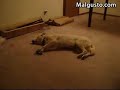 Perro corriendo mientras duerme