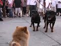Dog Fighting at venice beach Dog Fighting at venice beach