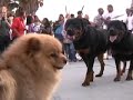 Dog Fighting at venice beach